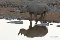 NAM0815_0569_Evening reflections in the water pools of Etosha National Park (Namibia)