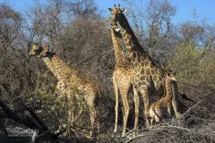NAM0815_0570_Family of giraffes in Etosha National Park (Namibia)
