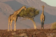 NAM0815_0574_Giraffes in the Damaraland region (Namibia)