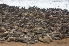 NAM0815_0585_Sea lion colony at Cape Cross on the Skeleton Coast (Namibia)