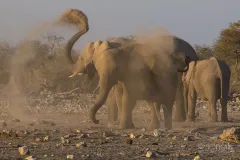 NAM0815_0588_The elephants’ shower of sand (Namibia)