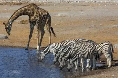 NAM0815_0589_The water pools in Etosha National Park (Namibia)