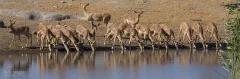 NAM0815_0595_One of the water pools in Etosha National Park (Namibia)