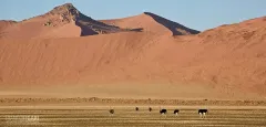 NAM0815_0847_The red dunes of Sossusvlei (Namibia)