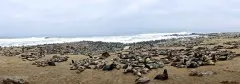 NAM0815_0898_Sea lion colony at Cape Cross on the Skeleton Coast (Namibia)