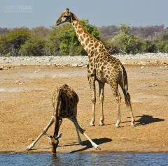 NAM0815_0935_Water pools in Etosha National Park (Namibia)