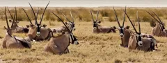 NAM0815_0937_Orixes in Etosha National Park (Namibia)