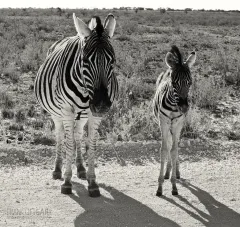 NAM0815_0938_Mother and baby hitchhiking on Etosha National Park dirt roads (Namibia)