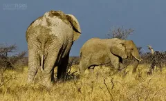 NAM0815_0939_Etosha National Park (Namibia)