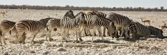 NAM0815_0940_Water pools in Etosha National Park (Namibia)