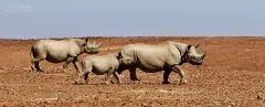 NAM0815_0941_Black rhinos in the desert landscape of Damaraland region (Namibia)