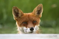 NOR0711_0572_Fox on the doorstep looking for food (Norway)