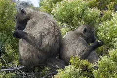 SAF0214_0553_Baboons at Cape of Good Hope (South Africa)