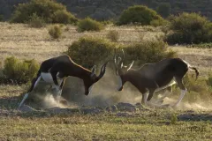 SAF0214_0564_Duelling bontebok in the Cederberg Mountains (South Africa)