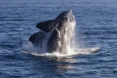 SAF1013_0592_Whale watching at Hermanus (South Africa)