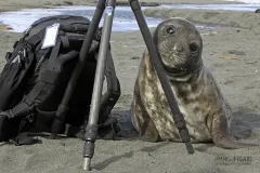 SGE1109_0554_Baby elephant seal leaning on my tripod (South Georgia)