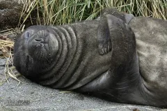 SGE1109_0555_Baby elephant seal relaxing (South Georgia)