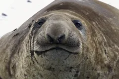 SGE1109_0565_Elephant seal (South Georgia)