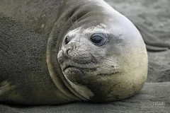 SGE1109_0571_Female elephant seal (South Georgia)