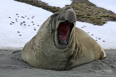 SGE1109_0590_The yawn of the elephant seal (South Georgia)