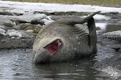 SGE1109_0593_Yawning elephant seal (South Georgia)