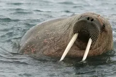 SVA0704_0591_Walrus (Svalbard Islands Norway)