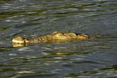TAN0109_0563_Crocodile in Selous Game Reserve (Tanzania)
