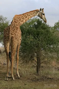 TAN0109_0573_Giraffe in Selous Game Reserve (Tanzania)