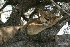 TAN0109_0580_Lioness (Selous Game Reserve Tanzania)