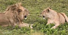 TAN0109_0899_Couple of lions in the Ngorongoro crater  (Tanzania)