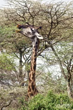 TAN0109_0900_Serengeti National Park (Tanzania)