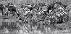 TAN0109_0901_Zebras in the Serengeti National Park (Tanzania)
