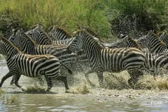 TAN0109_1075_Zebras in Serengeti National Park (Tanzania)