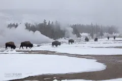 YEL0210_0558_Bison marching across the Old Faithful Geyser area (Yellowstone National Park USA)