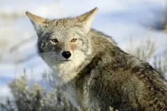 YEL0210_0562_Coyote in Yellowstone National Park (USA)