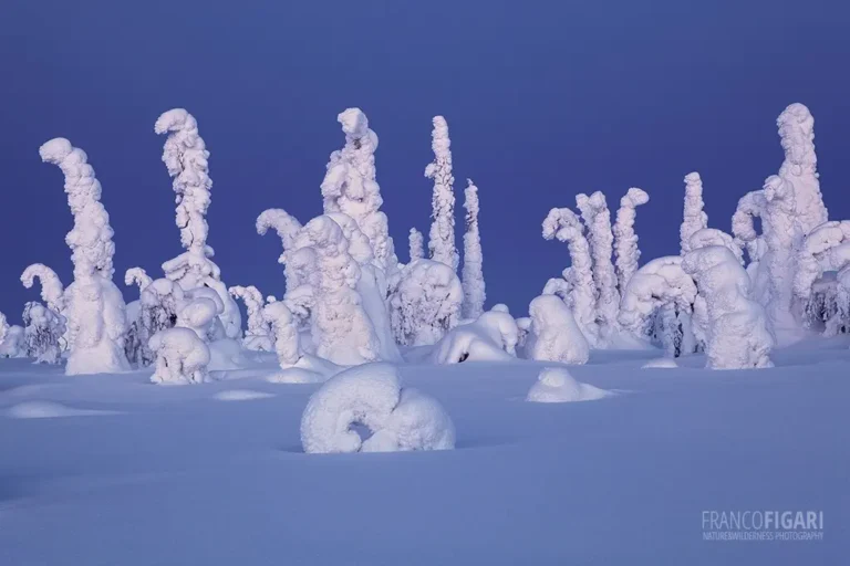 Tykky, the ice forest